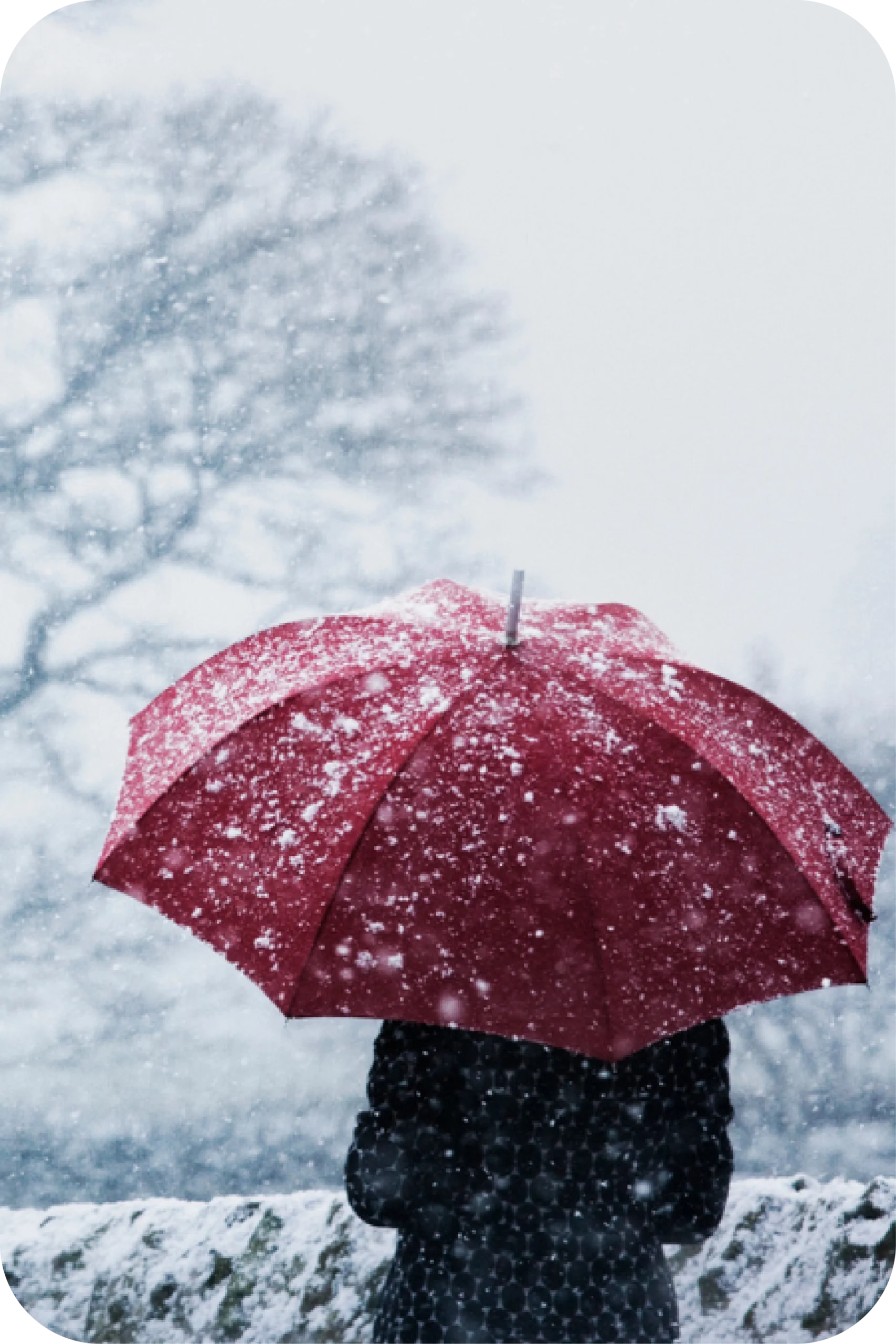 temporadas_Mesa de trabajo 1 copia 2